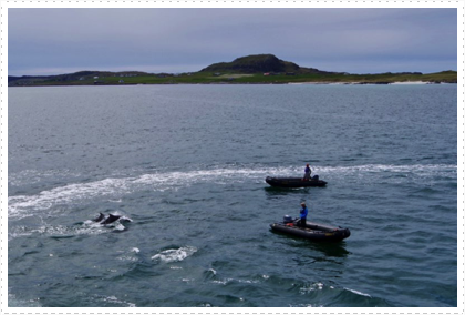 Dolphins playing with our Zodiacs